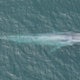 A tagged blue whale off the coast of California in Monterey Bay.